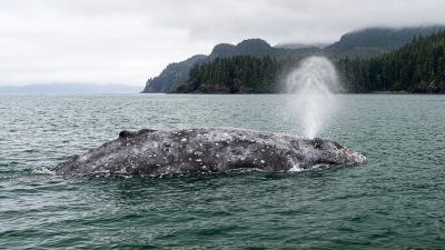 A gray whale surfacing and blowing in cold coastal water, a forested headland behind it