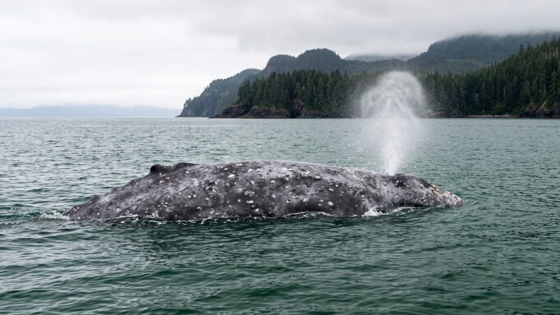 A gray whale surfacing and blowing in cold coastal water, a forested headland behind it