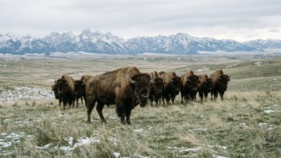 A herd of American bison standing on open grassland with snow-streaked mountains behind
