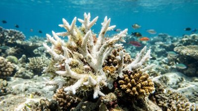 A bleached white coral skeleton on a reef with living coral and small fish beyond