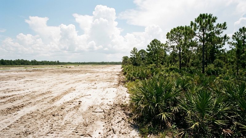 The edge of cleared scrubland meeting intact pine and palmetto under a wide sky