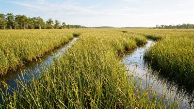 A wide Everglades sawgrass marsh under morning light, shallow water threading between the grass in open channels toward a distant cypress treeline.