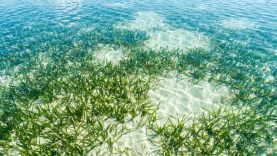 Clear shallow water over a green seagrass meadow, with sandy patches between the blades.