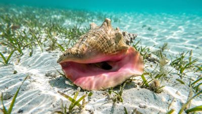 A queen conch resting on a shallow sandy seagrass flat in clear Florida water.