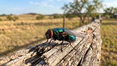 A metallic blue-green blowfly resting on a weathered wooden fence rail, pasture behind.