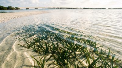 Green seagrass blades growing on pale sand under clear shallow water, with a causeway on the horizon.