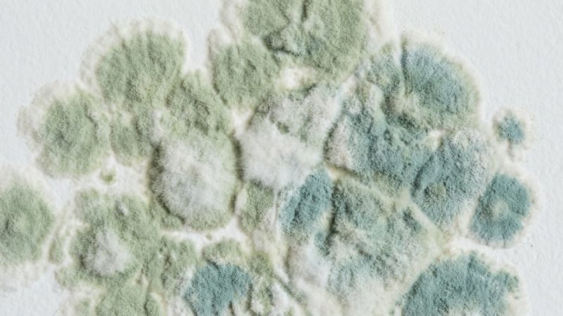 A close view of green and white mold colonies spreading in overlapping patches across a painted interior wall.