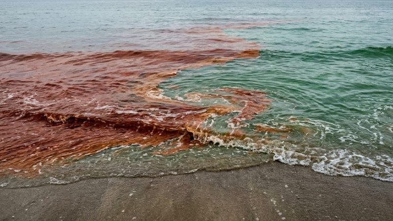 A dense rust-red algal bloom meeting clear green-blue seawater at the shoreline, sea foam breaking along the seam between them.