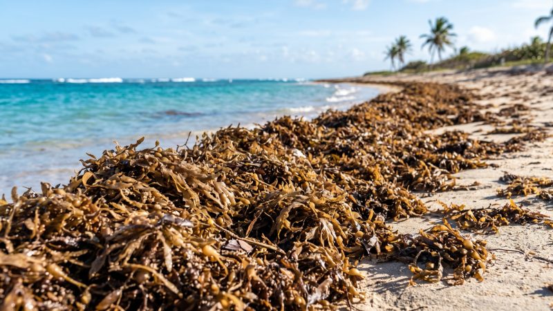 A thick windrow of brown sargassum seaweed piled along the tide line of a beach.