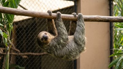 A two-toed sloth hanging from a branch inside a roadside animal enclosure with chain-link mesh behind