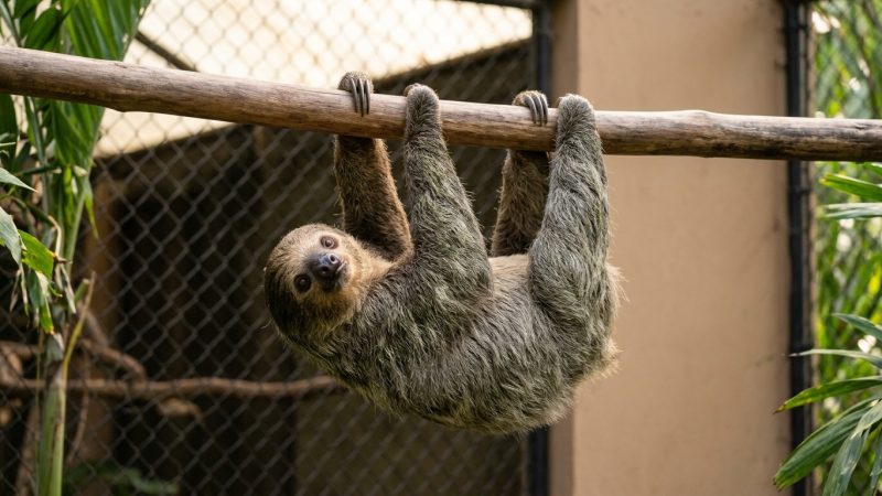 A two-toed sloth hanging from a branch inside a roadside animal enclosure with chain-link mesh behind