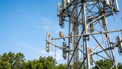 A small songbird perched on the steel crossarm of a cell tower, level with the panel antennas, against an open sky.